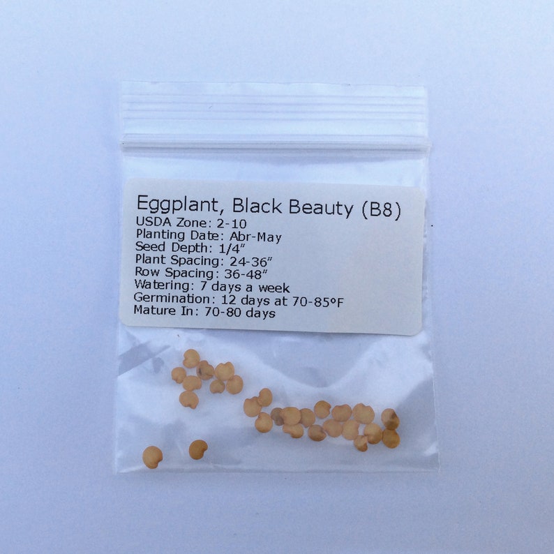 Black Beauty Eggplant Seeds — 10+ Seeds with Growing Instructions